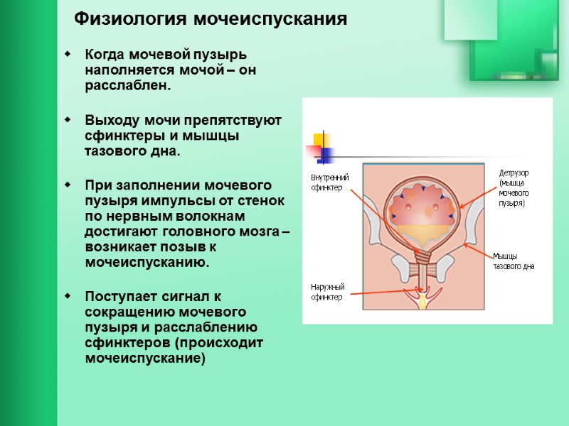 Физиология мочеиспускания Когда мочевой пузырь наполняется мочой – он расслаблен.  Выходу мочи препятствуют